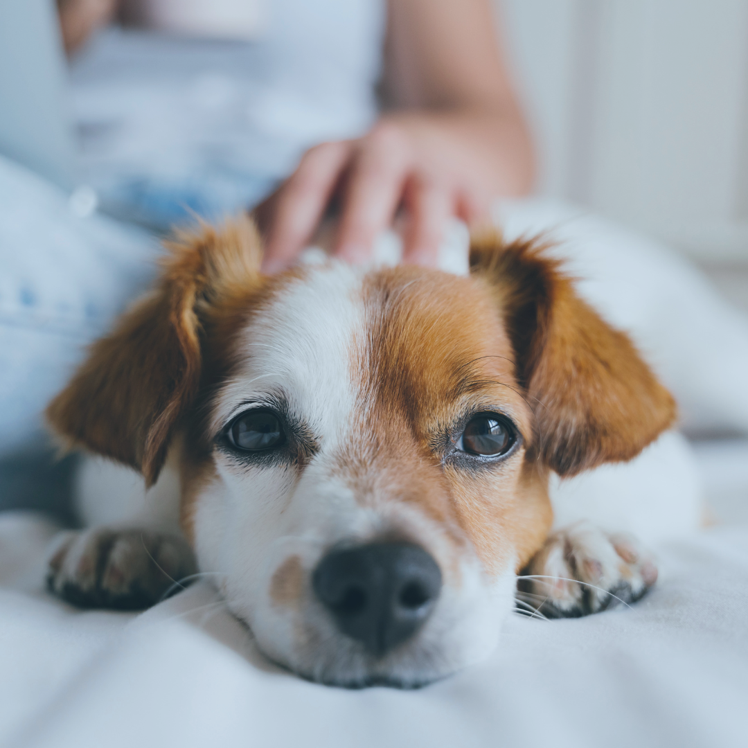 Ropa y Cama de Mascotas